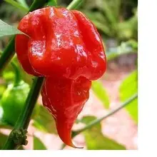 150 шт. Trinidad Scorpion buch T World! цена редкий перец