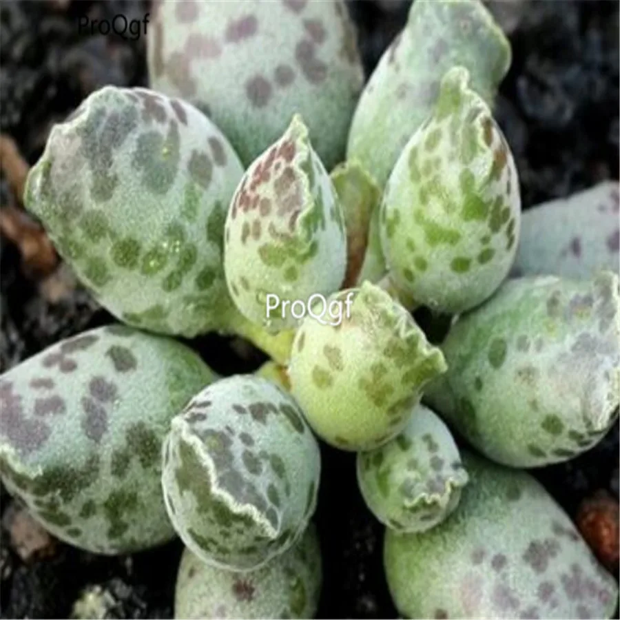 Ngryise 1 шт. набор haipao shuipao adromischus