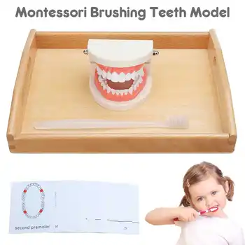 

Montessori Brushing Teeth Practical Life Material with Tray Montessori Educational Toys For Children Juguetes Montessori