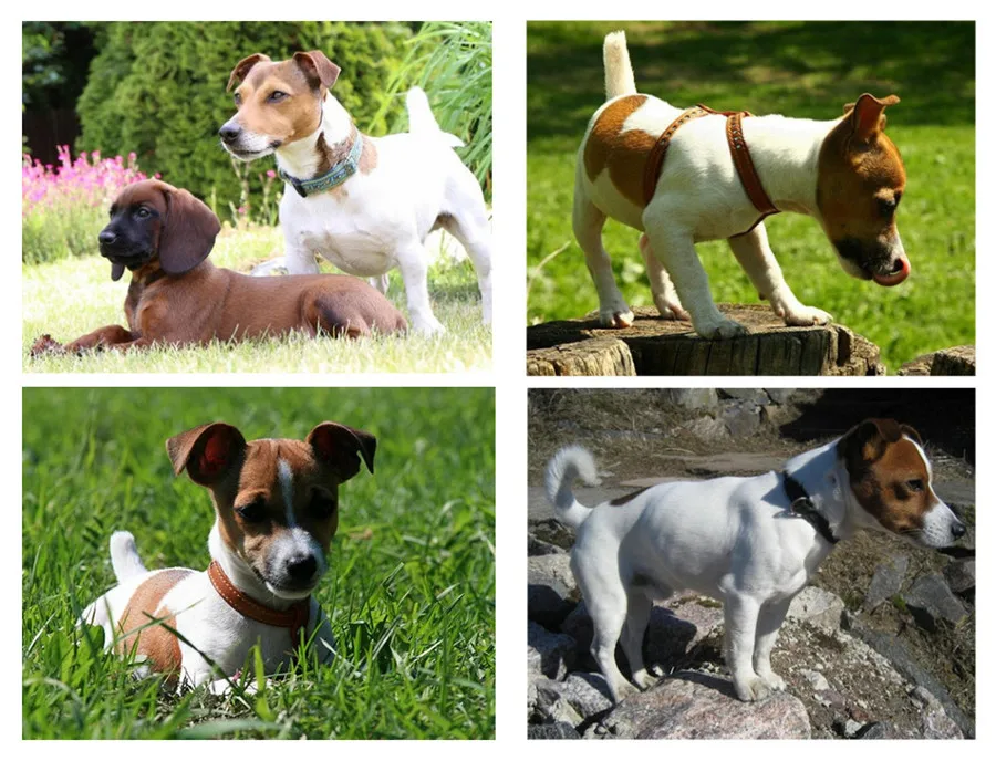 

5D DIY Diamond painting Animal dogs Cub Cross Stitch Picture Home Decor