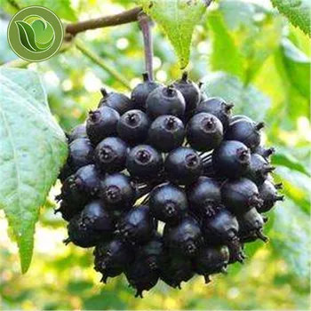 

Eleutherococcus Senticosus Acanthopanax,, Siberian Ginseng Seeds