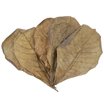 

50PCS Natural Terminalia Leaves Aquarium Decoration Fish Tank Cleaning Tools Water Treatment Aquarium Accessories