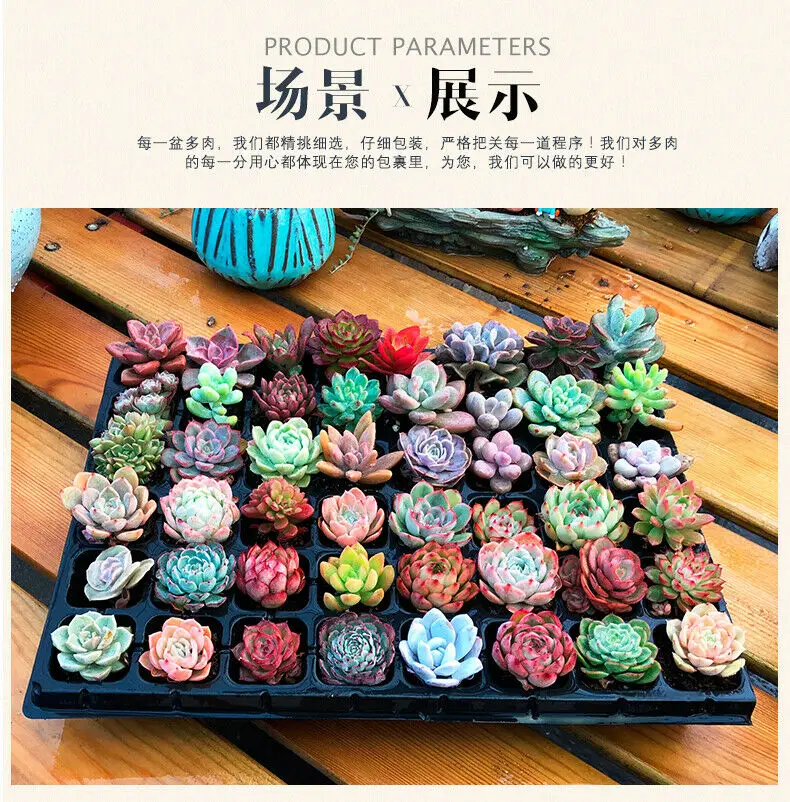 

50 Assorted Succulent Cuttings (not seads) Different live plants real plant EMS FREE SHIPPING