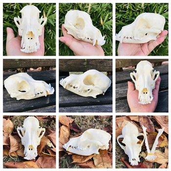 

1pcs real Animal beast dog Skull specimen Collectibles Study Unusual Halloween