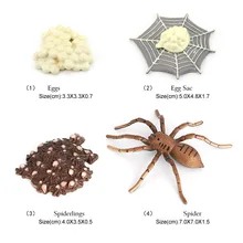 Yaşam döngüsü bir örümcek modelleri doğa böcekler böcek büyüme yaşam sahne heykelcik öğrenme çocuklar için eğitici oyuncaklar Toddlers