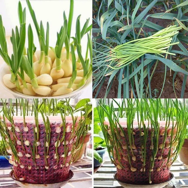 Fertilizer Promotes Growth Garlic Stalks