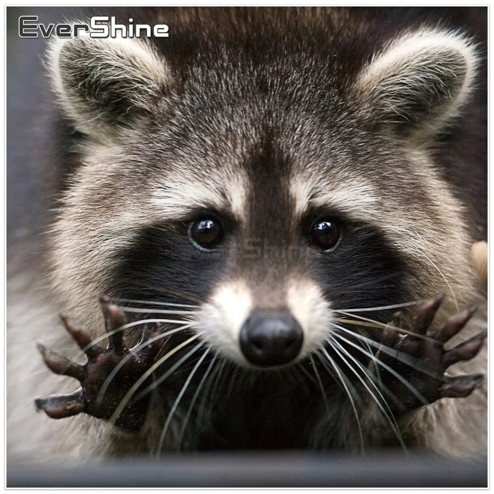 EverShine Diamond Mosaic Raccoon Full Square Painting Cross Stitch Embroidery Animals Picture Of Rhinestones | Дом и сад