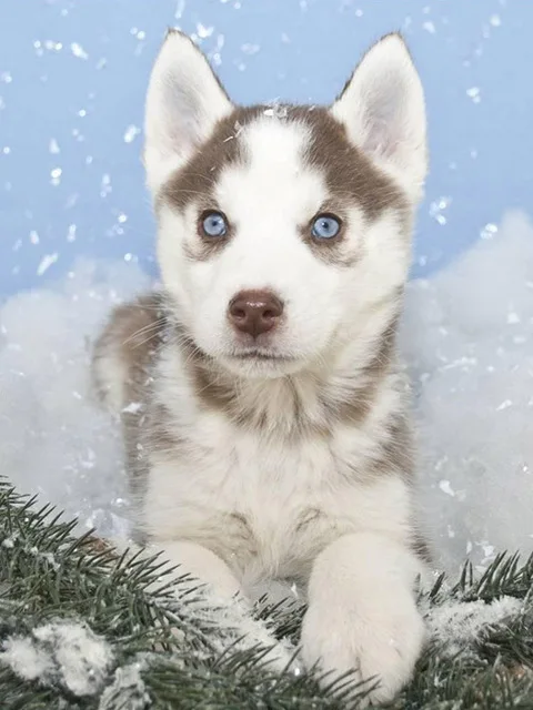 Square/Round Diamond Rhinestone 5D Diy Diamond Painting Animal Stone Embroidery Cute Husky Dog Cross Stitch Pattern Mosaic Gift 8Rp577-19