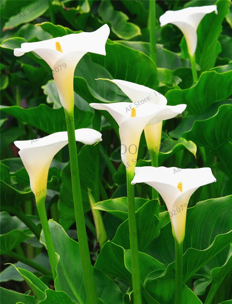 10 103 шт смешанные цвета Calla, calla lily plantas, редкий прекрасный бонсай цветок Флорес, горшок для домашнего сада и двора - Цвет: 10