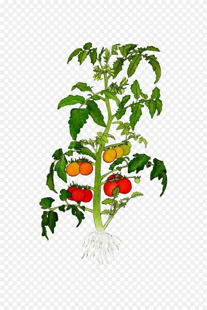 传家宝番茄植物插图植物画樱桃番茄-番茄绿叶