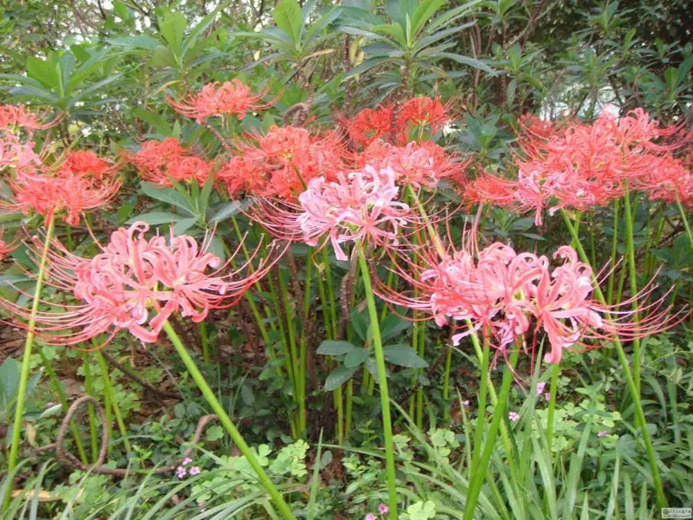 15 луковиц True Lycoris Radiata луковицы многолетний цветок луковицы естественный рост прекрасный Бонсай завод DIY домашний сад(бонсай