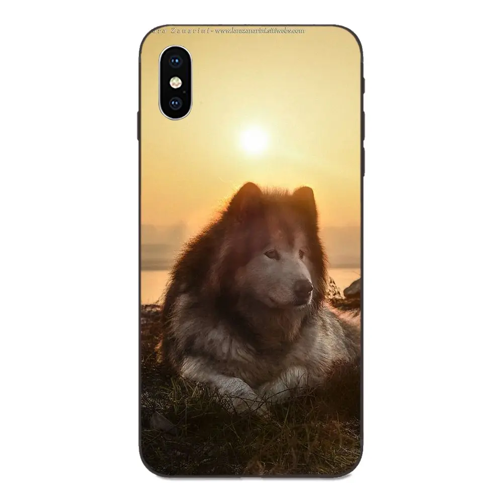 as picture Мягкий чехол для Huawei Honor 5A 6A 6C 7A 7C 7X 8A 8C 8X9 10 P8 P9 P10 P20 P30 Мини Lite Plus самоед милая собака - Цвет: as picture
