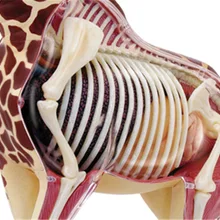 4D мастер Обучающие собранные игрушки жираф орган, анатомия медицина для обучения модели