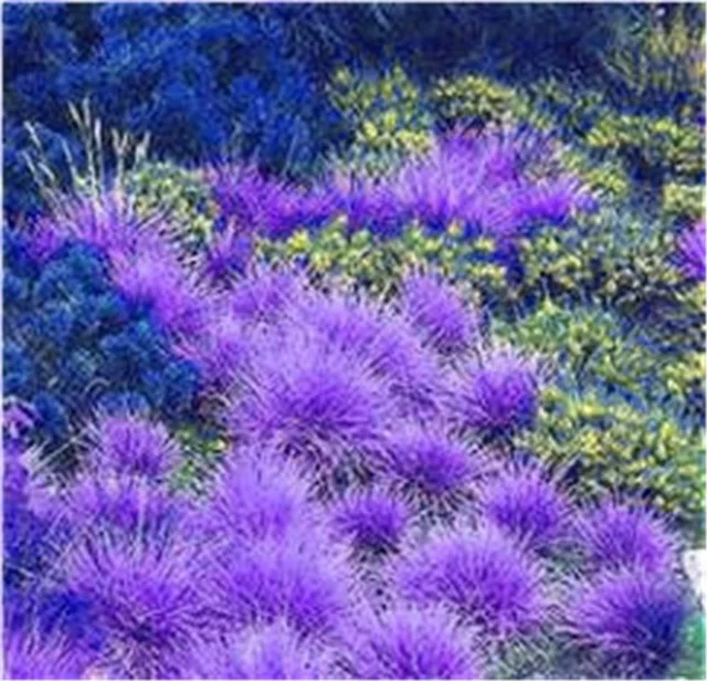 8 100 шт./пакет овсяница травы(Festuca glauca) Сад засухоустойчивых декоративная трава flores многолетнее бонсай растения для домашнего использования - Цвет: 8