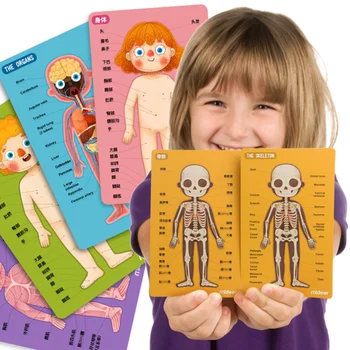 

1 Set Human Body Model Chic Funny Novel Durable Body Parts Magnetic Board Puzzle Toy