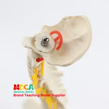 45 см Тип столба позвоночника с бедренным массажем красоты человеческого позвоночника модель обучения медицине Mjz102