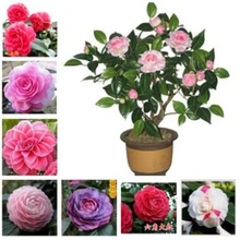 50 шт./пакет камелии, карликовые деревья, цветник, сделай сам, горшечные растения, в помещении/на открытом воздухе горшок flores скорость прорастания 95
