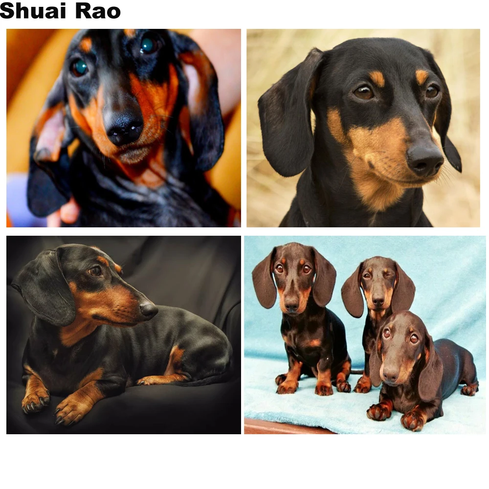 

5d diy diamond painting Professor Dachshund dog diy full square diamond embroidery round diamond mosaic animal cute pet puppies