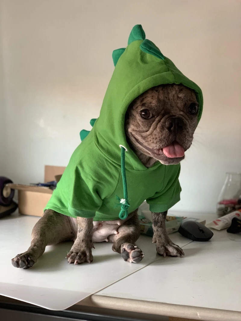 Engraçado Dog Hoodie Roupas, Pet Vestuário, Poodle