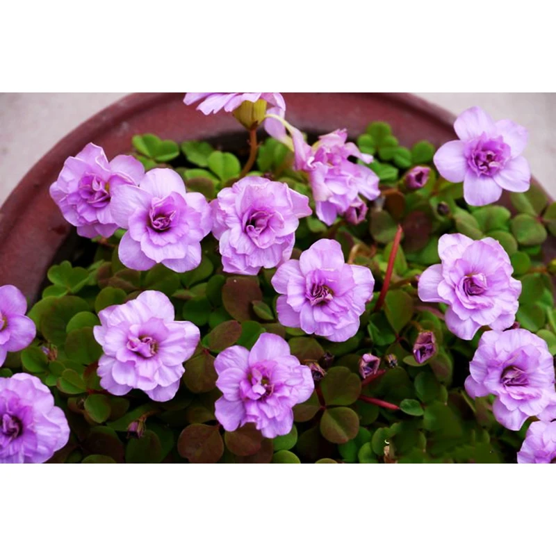 

Rare oxalis nidulans pompom The Netherlands imports Oxalis Flowers bulbs color rotary For Garden(bubls is small)
