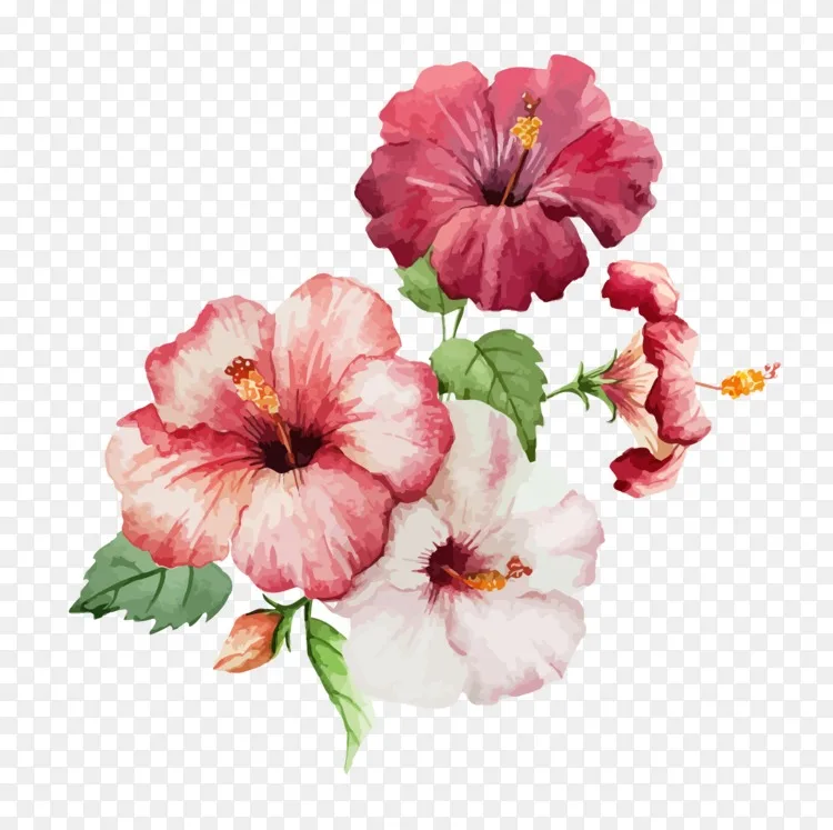 芙蓉花画水彩画png图片素材免费下载 图片编号 Png素材网