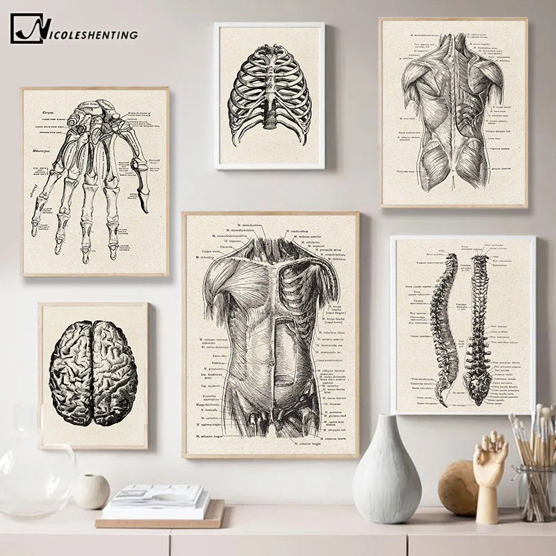 Vintage Poster Painting Artwork Medical-Wall-Picture Modern-Decor Canvas-Print Muscle-Skeleton