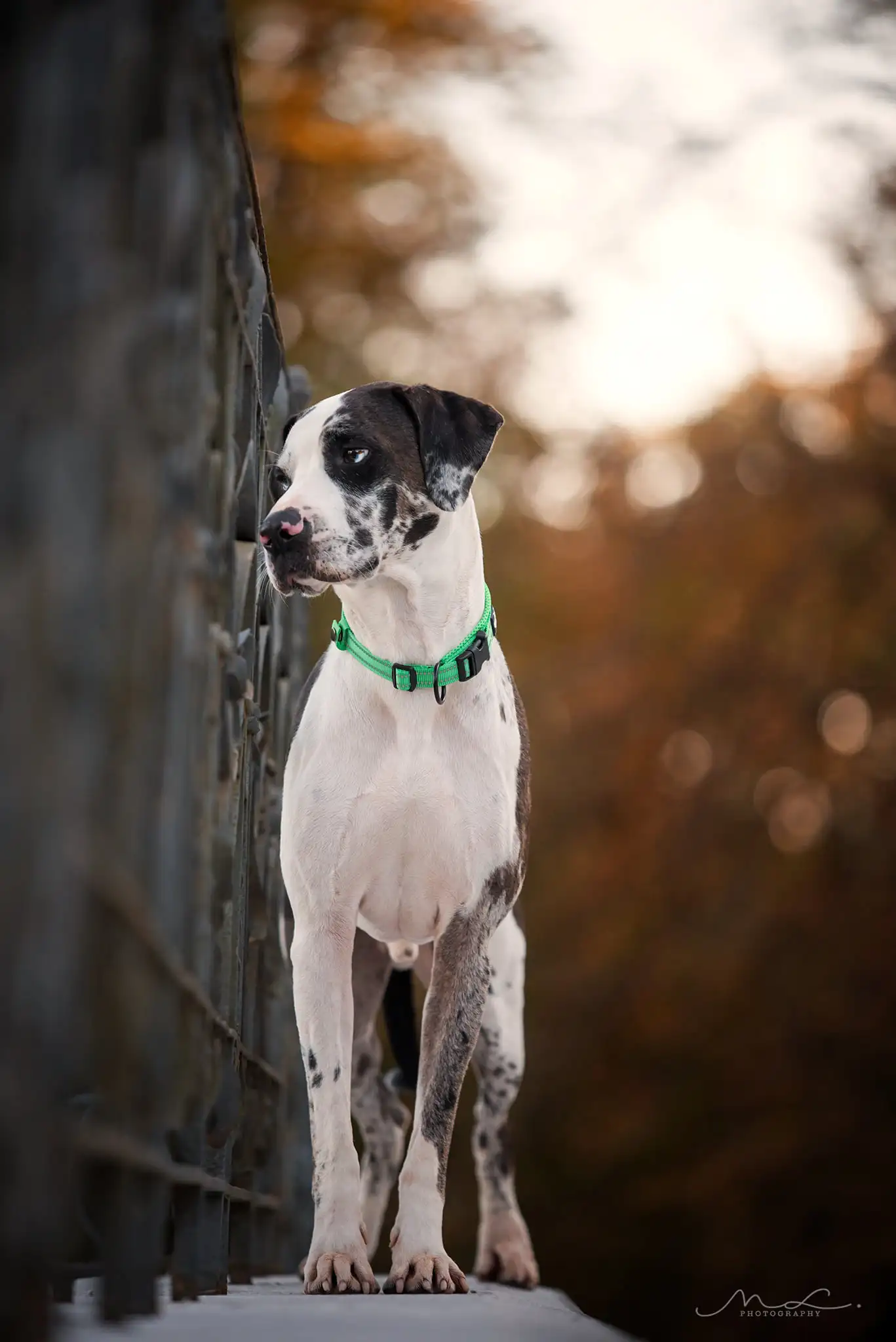 Truelove Adjustable Nylon Dog Collar with Reflective Design