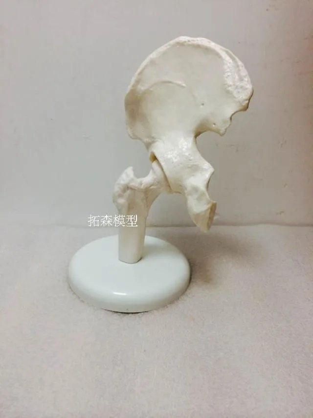 

Medical teaching model Hip model human Skeleton model free shipping