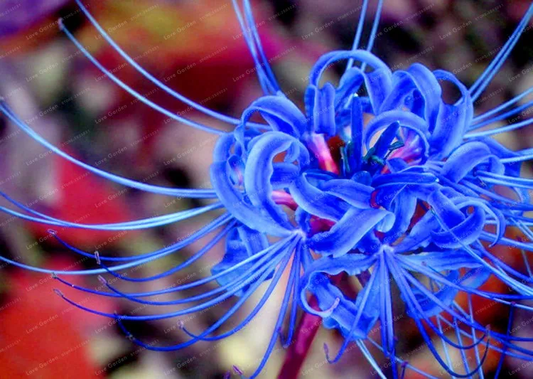 15 луковиц True Lycoris Radiata луковицы многолетний цветок луковицы естественный рост прекрасный Бонсай завод DIY домашний сад(бонсай