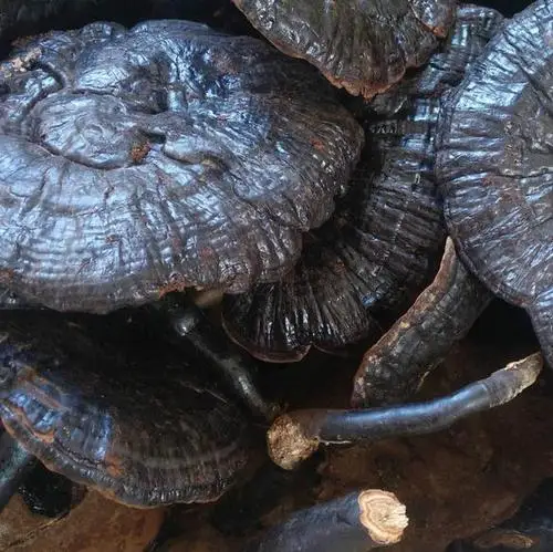 50-1000 г, Ganoderma lucidon, lingzhi, reishi, Ganoderma lucidon, экстракт порошка, улучшает антибактериальную активность и телосложение