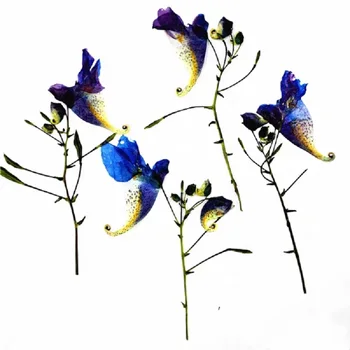 

100pcs Pressed Dried Flower Impatiens balsamina L For Epoxy Resin Jewelry Making Nail Art Craft DIY Bookmark Accessories