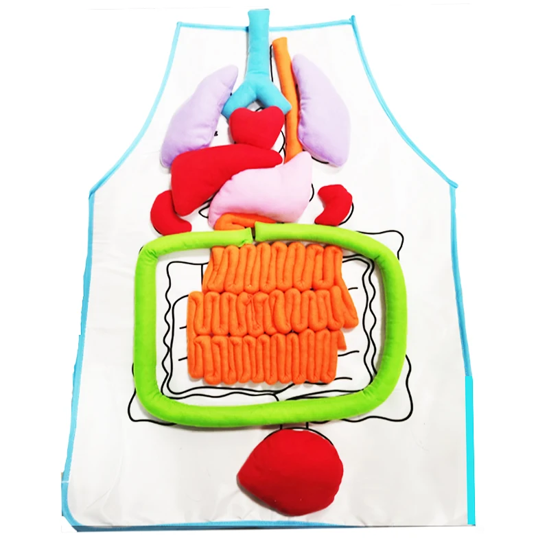 Organ Teaching Apron Anatomy Apron Human Body Educational Home Apron Aids Toys For Children Body Teaching 2