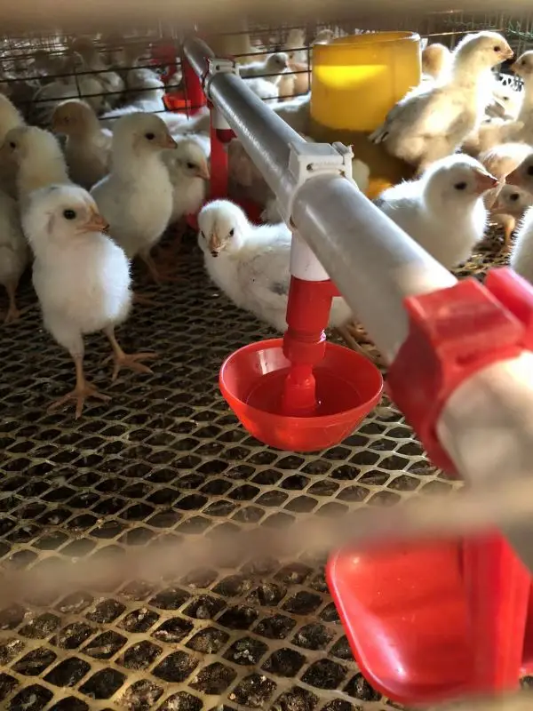 5 шт. новая управляемая поилка для кур птицы Курица пластиковая поилка фонтан с питьевой водой для утки цыплят гуся