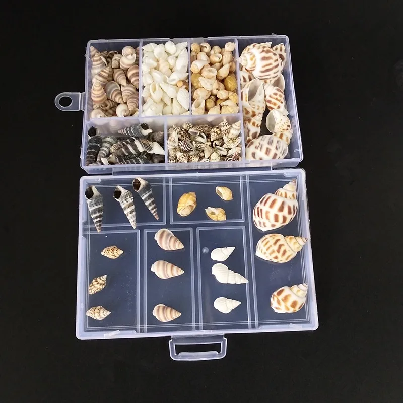 

About 200Pcs/Box Natural Conch Shells Mini Conch Corn Screw Wall Decoration DIY Aquarium Landscape Seashells Crafts party