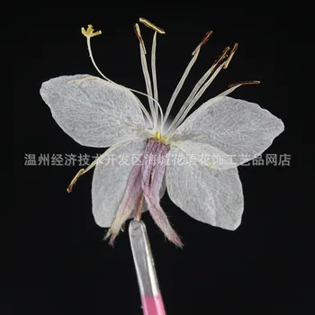 

Butterfly Pollen White Real Flower Embossed Plant Specimen