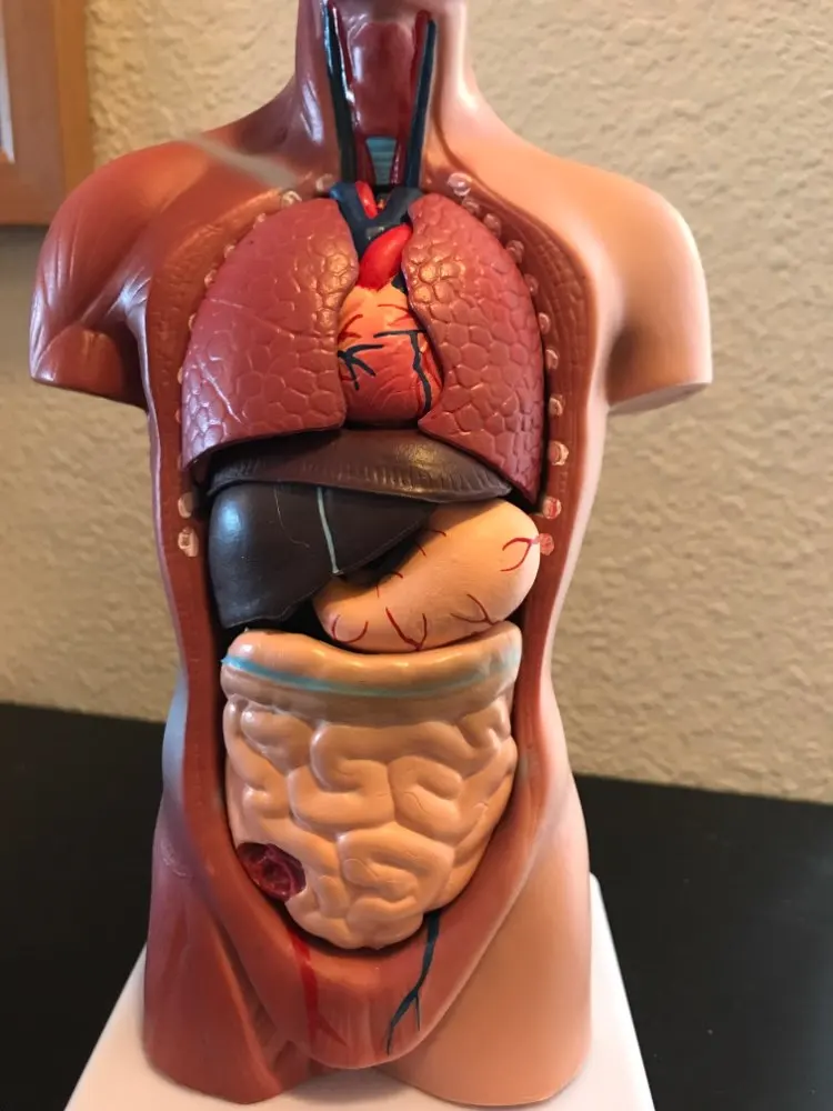 Modello Anatomico Di Organo Medico Trasparente Anatomia Del Cuore Anatomia