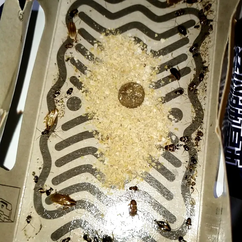 10 шт приманка для уничтожения тараканов борьба с вредителями мощная КУХНЯ