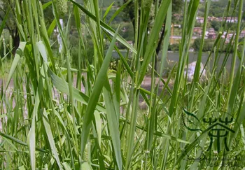 

Phleum Pratense Timothy-grass Timothy Meadow Mao-Wei-Cao