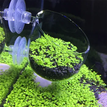 

Mini Glass Aquarium Water Plant Potted Cylinder Cup Fish Tank Grass Plant Bonsai Pot for Aquarium Lanscape Decoration