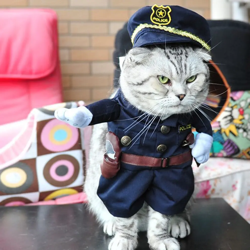 Картинка кот в форме. Кот в форме. Кот в форме. Боевой кот. Картинка кот в форме.