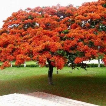

Plant Fruits Bath Salts Poinciana Tree Essence 100Pcs XZZ-01