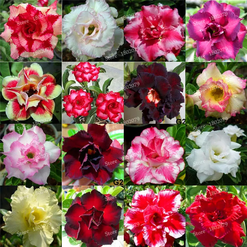 Настоящий Adenium obesum flores, 12 шт., растения в виде Розы в пустыне, 100 видов смешанных бонсай, многолетние растения для дома и сада