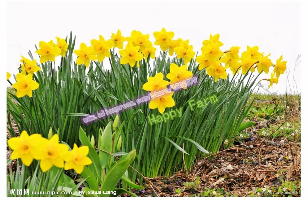 Нарциссы, Daffodil бонсай, нарциссы сад, чистый воздух, домашние Настольные горшечные растения-100 шт нарциссы tazetta flores