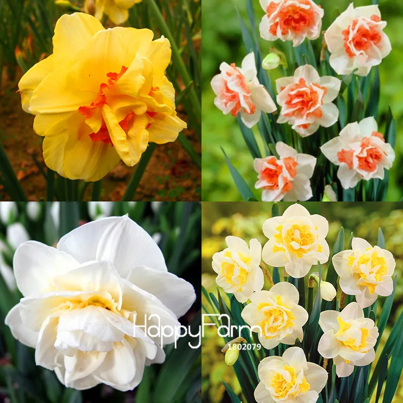 Бестселлер! Красивый Нарцисс цветок балконные растения Daffodil бонсай поглощение излучения Нарцисс Tazetta сад, 100 шт./лот