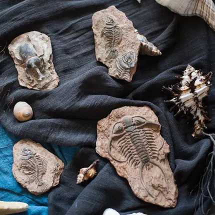PROD 4001060876349 Prehistoric fossil fish bone beetle marine life art
decoration personalized home accessories biology teaching gifts