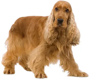

Dinghy Tuzik overalls English Cocker Spaniel male sports warm