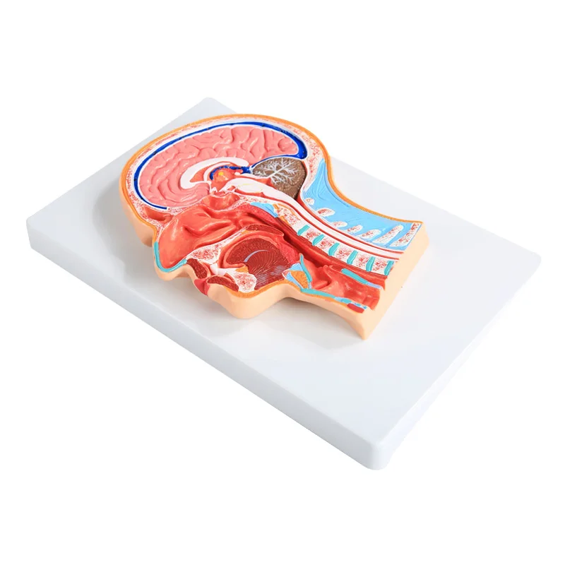 

Секция человеческой головы, анатомическая модель, половина головы, анатомия лица, медицинская модель мозга и шеи, средняя модель для обучения, учебные инструменты