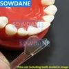 Dental Self-Adhesive Transparent Sectional Contoured Matrix Dental Matrix Twin Anterior Matrice Dentist Polyester Matrices ► Photo 3/4