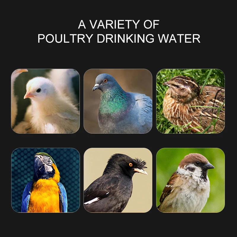 Automatic Quail Waterer Animal Feeders Automatic Bird Coop Feed Poultry Chicken Fowl Drinker Water Drinking Cups