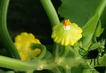 

UFO Cucurbita Summer Squash Cucurbita Pepo Feidie-Gua